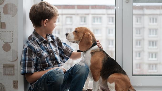 狗狗也能当医生？专家称动物协助利于治疗儿童语言障碍