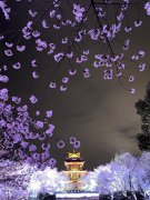 江苏无锡：樱花盛开千姿百态