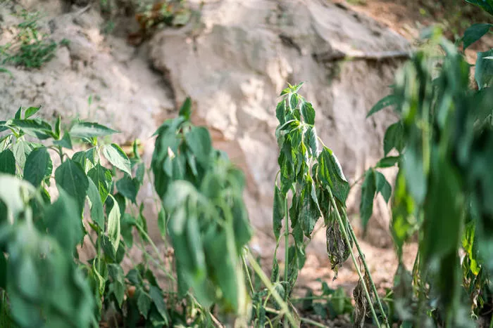 直击河南干旱:“活了50年,没见过这样干旱” 直击河南干旱:“活了50年,没见过这样干旱”