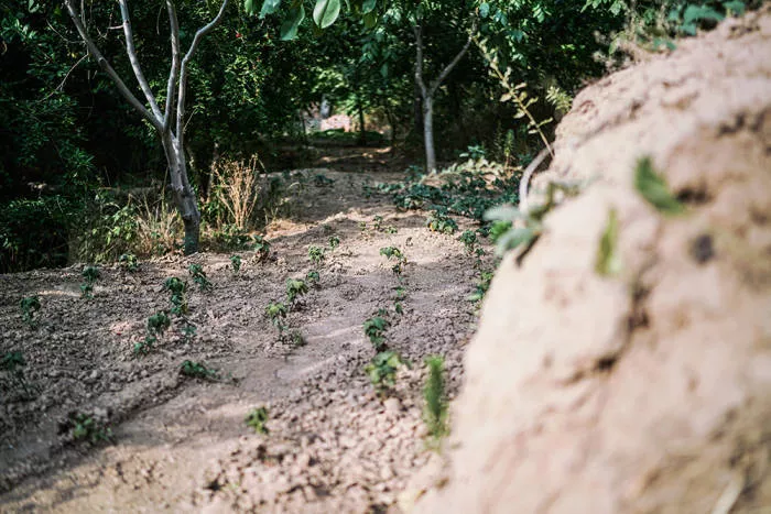 直击河南干旱:“活了50年,没见过这样干旱” 直击河南干旱:“活了50年,没见过这样干旱”