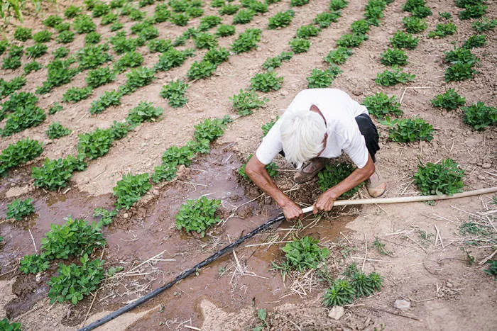 直击河南干旱:“活了50年,没见过这样干旱” 直击河南干旱:“活了50年,没见过这样干旱”