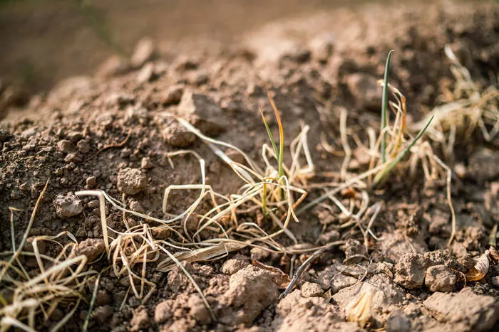 直击河南干旱:“活了50年,没见过这样干旱” 直击河南干旱:“活了50年,没见过这样干旱”